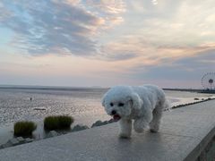 -奉贤海滩