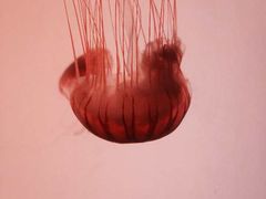 -沈阳海洋探索中心