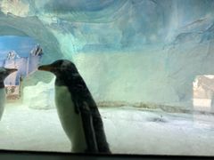 -海合安成都极地海洋公园