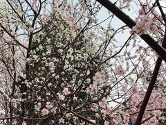 -桃花堤公园