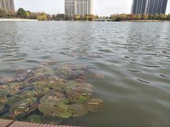 -南翔镇银翔湖公园