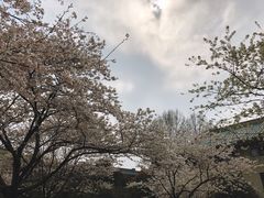 -武汉大学-樱园
