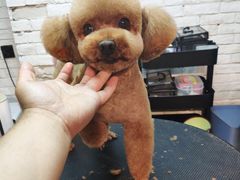 -Goku PET SHOP宠物视觉生活馆(双井店)