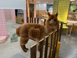 -Moni星球萌宠·小马宝莉·灵蛇·高端高阶全萌宠互动体验俱乐部(红豆国际广场店)