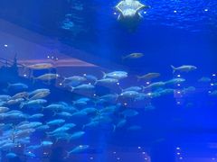 -成都浩海立方海洋公园