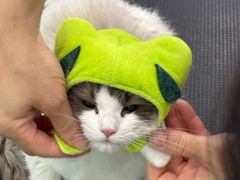 -爱洗澡的猫(望京店)