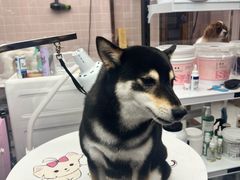 -FAELING PETS美天灵宠物(富力广场店)