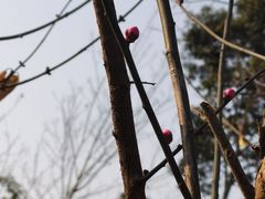 -三圣花乡旅游区