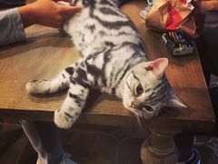 -共舞时光猫咖·狗咖(新街口店)
