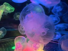 -太平洋海底世界