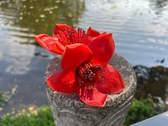 -荔湾湖公园