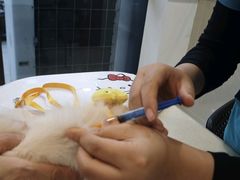 -艾贝尔宠物医院·24H转诊中心·肿瘤猫专科(江宁双龙店)