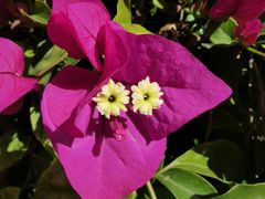 -马白开来特色羊排揪片子  (总店)