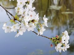 -莫愁湖公园