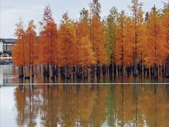 -白鹭湾湿地公园