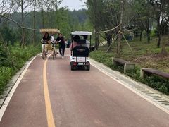 -铁山坪森林公园