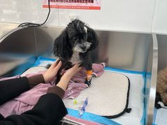 -派美特宠物医院·核磁CT·骨科肿瘤·疑难转诊(沈农禾丰店)