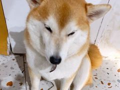 -柴务处·柴犬主题狗咖