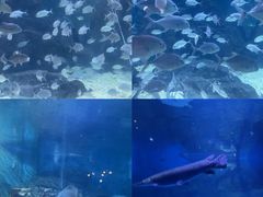 -烟台海昌鲸鲨海洋公园