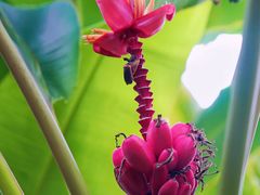 -中国科学院华南植物园