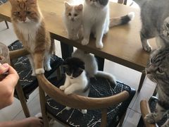 -平行世界·猫咖(首经贸店)