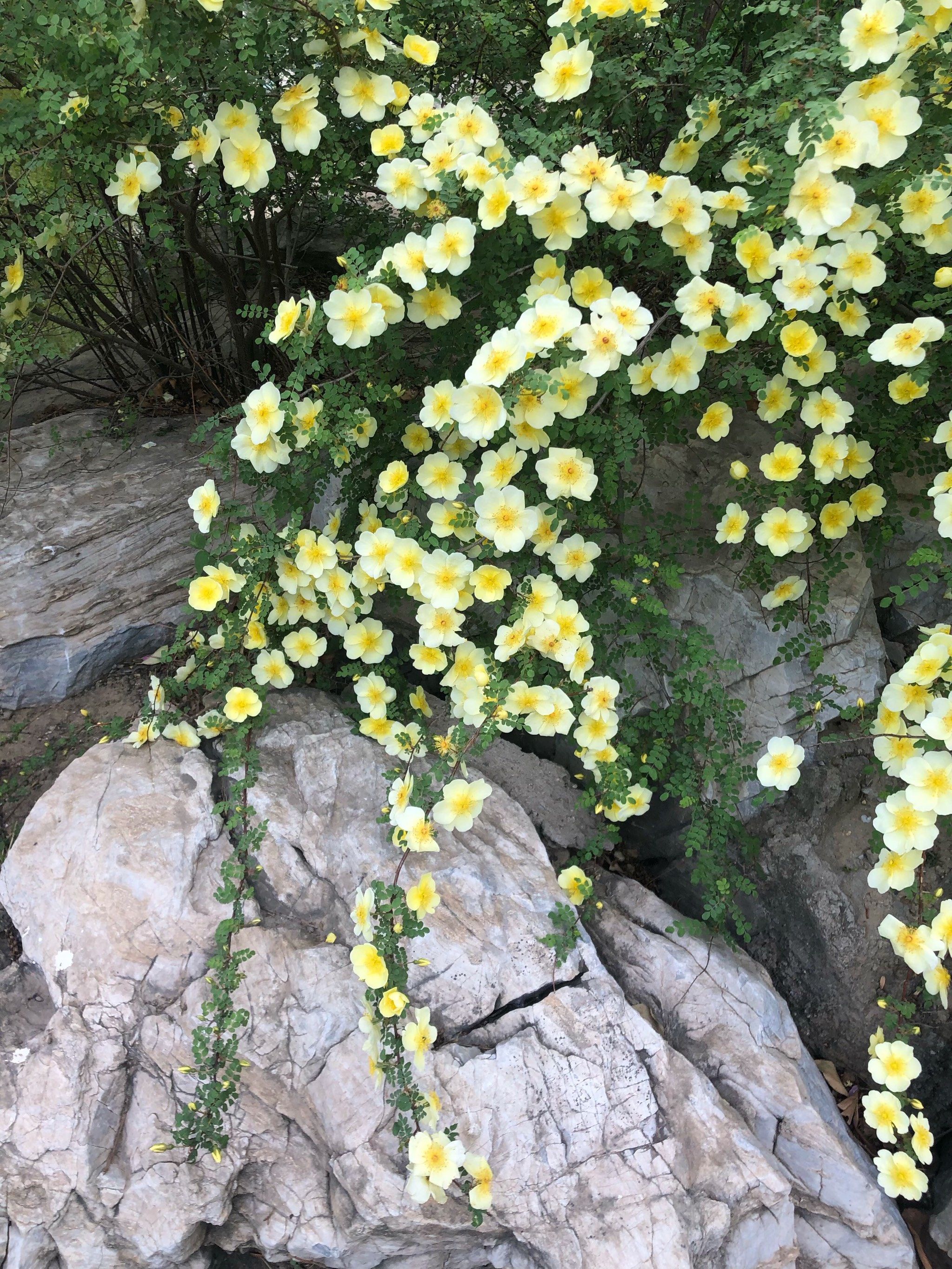 棠棣花与棣棠花