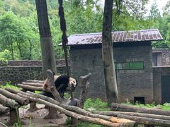 -都江堰中华大熊猫苑