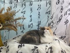 -爱洗澡的猫(望京店)