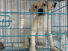 -翊宠yipet猫狗购宠庄园犬舍•猫舍