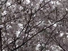 -武汉大学-樱园