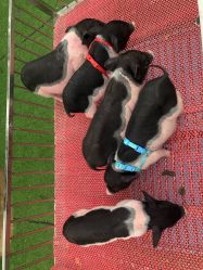 -萌宠亲子动物乐园(槐房万达店)