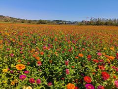 -莲花山花海
