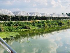 -马陆小张葡萄园农家乐