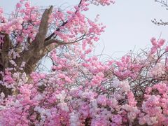 -顾村公园