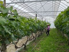 -马陆小张葡萄园农家乐