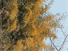 -昆山城市生态森林公园