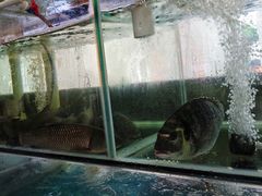 -祈胜邨•顺德鱼生•顺德菜(容桂店)