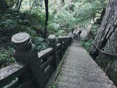 -天目山大树王景区