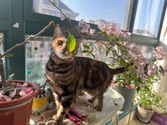 -艾吉宠物医院·疑难杂症转诊中心·猫友好(碧江路院)