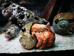 -凯莉-塔尔敦海洋生物水族馆