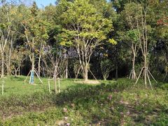 -昆山城市生态森林公园