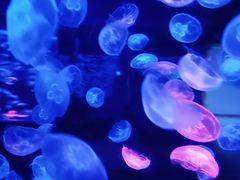 -乌鲁木齐海洋馆