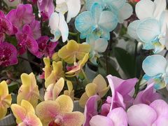 -FEI FEI FLOWER鲜花店·气球派对·宝宝宴布置(虹口德必运动Loft店)