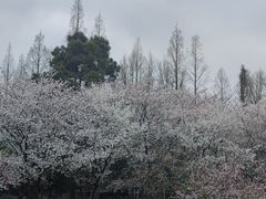 -苏州上方山国家森林公园