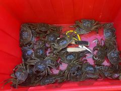 -蟹天蟹地农家菜·阳澄湖大闸蟹(浅水湾店)