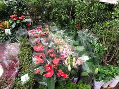 -秦美花卉(天朗·莱茵小城2期店)