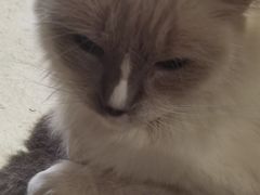 -浣熊柯尔鸭土拨鼠·电玩咖