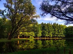 -上海共青森林公园