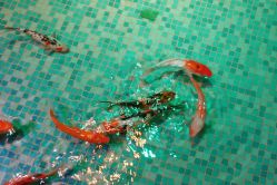 -酷嗒动物文化乐园(cutezoo西溪乐天城店)