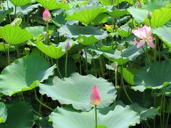 -荔湾湖公园